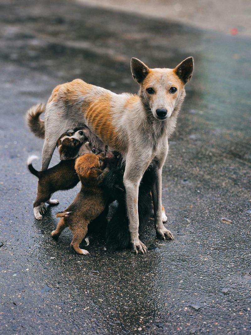 Desert Paws Haven - Image 14